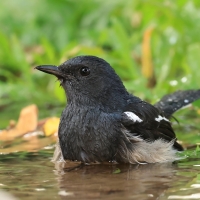 Sroczek zmienny - Copsychus saularis - Oriental Magpie-Robin