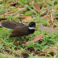 Wachlarzówka srokata - Malaysian Pied Fantail - Rhipidura javanica