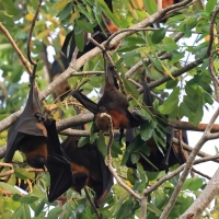 Nietperze kolo pagody Phnom Daung Peng (Daun Penh)