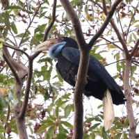 Dzioborożec fałdodzioby - Wreathed Hornbill - Rhyticeros undulatus