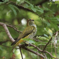 Wilga maskowa - Black-naped Oriole - Oriolus chinensis