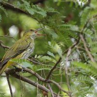 Wilga maskowa - Black-naped Oriole - Oriolus chinensis