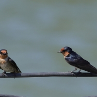 Dymówka - Hirundo rustica - Barn Swallow