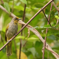 Bilbil złotolicy - Stripe-throated Bulbul - Pycnonotus finlaysoni