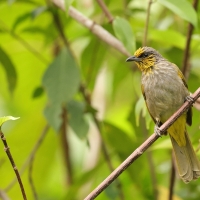 Bilbil zlotolicy - Pycnonotus finlaysoni - Stripe-throated Bulbul