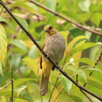 Bilbil złotolicy - Stripe-throated Bulbul - Pycnonotus finlaysoni