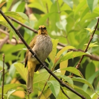 Bilbil złotolicy - Stripe-throated Bulbul - Pycnonotus finlaysoni