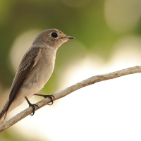 Muchołówka brunatna - Asian Brown Flycatcher - Muscicapa dauurica