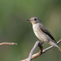 Muchołówka brunatna - Asian Brown Flycatcher - Muscicapa dauurica