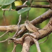 Muchołówka rdzawogardła - Taiga Flycatcher - Ficedula albicilla