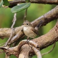 Muchołówka rdzawogardła - Taiga Flycatcher - Ficedula albicilla