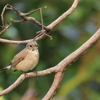 Muchołówka rdzawogardła - Taiga Flycatcher - Ficedula albicilla