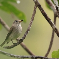 Muchołówka brunatna - Asian Brown Flycatcher