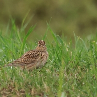 Skowronek - Eurasian Skylark