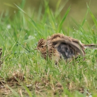 Skowronek - Eurasian Skylark