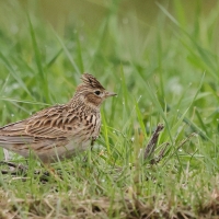 Skowronek - Eurasian Skylark