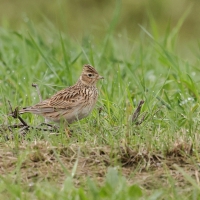 Skowronek - Eurasian Skylark