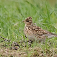 Skowronek - Eurasian Skylark