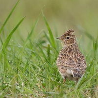 Skowronek - Eurasian Skylark
