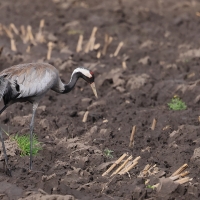 Żuraw - Grus grus - Common Crane
