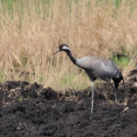 Żuraw - Grus grus - Common Crane