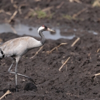 Żuraw - Grus grus - Common Crane