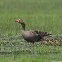 Gęgawa - Greylag Goose