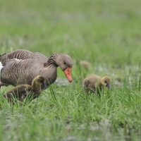 Gęgawa - Greylag Goose