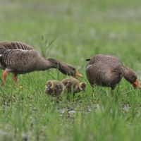 Gęgawa - Greylag Goose