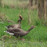 Gęgawa - Greylag Goose