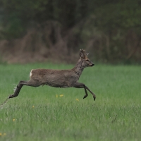 Sarna - Roe deer