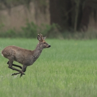 Sarna - Roe deer