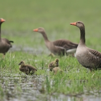 Gęgawa - Greylag Goose