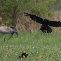 Kruk - Common Raven