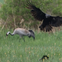 Kruk - Common Raven