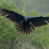 Kruk - Common Raven