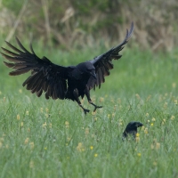 Kruk - Common Raven