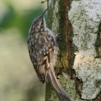 Pełzacz ogrodowy - Certhia brachydactyla - Short-toed Treecreeper
