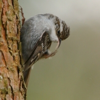 Pełzacz ogrodowy - Certhia brachydactyla - Short-toed Treecreeper