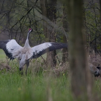 Żuraw - Common Crane