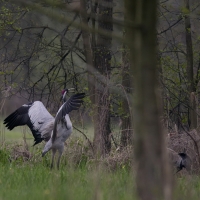 Żuraw - Common Crane