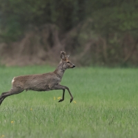 Sarna - Roe deer