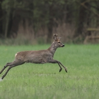 Sarna - Roe deer
