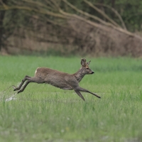 Sarna - Roe deer