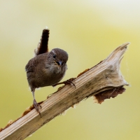 Strzyżyk - Troglodytes troglodytes - Eurasian Wren