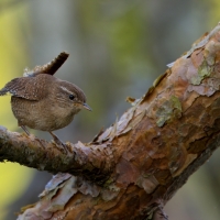 Strzyżyk - Troglodytes troglodytes - Eurasian Wren