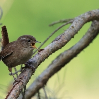 Strzyżyk - Troglodytes troglodytes - Eurasian Wren