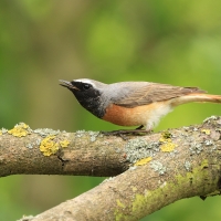 Pleszka - Phoenicurus phoenicurus - Common Redstart