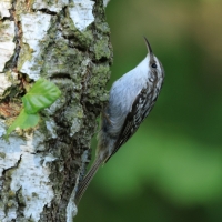 Pełzacz ogrodowy - Certhia brachydactyla - Short-toed Treecreeper