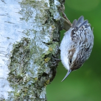 Pełzacz ogrodowy - Certhia brachydactyla - Short-toed Treecreeper